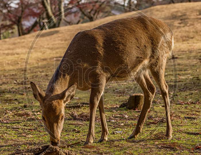 Deer Roaming Freely In Nara Deer Park In Nara, Japan