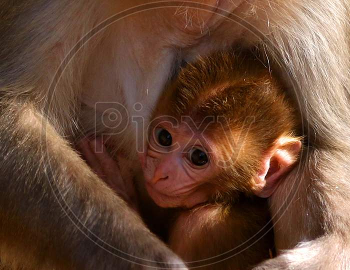 A female macaque and her baby on the eve of Mother's Day in Pushkar, Rajasthan, India on 09 May 2020.