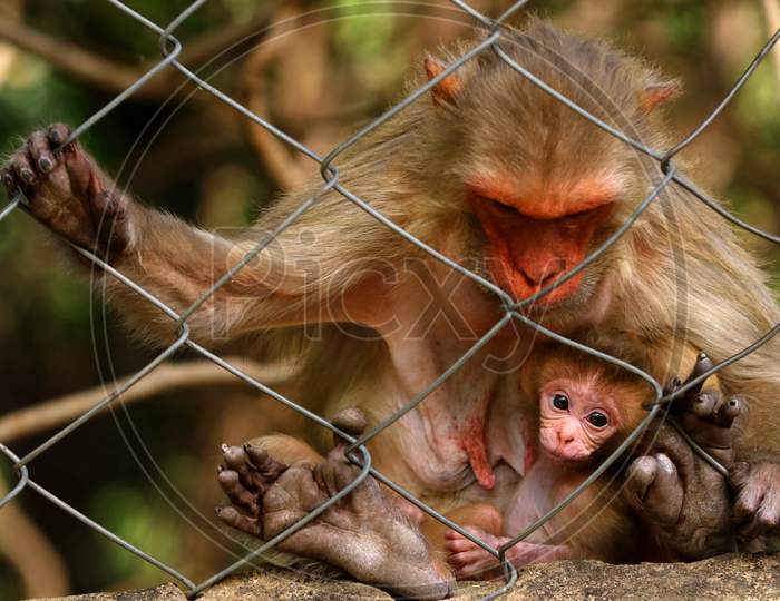  A female macaque monkey feeds her baby on the eve of Mother's Day in Pushkar, Rajasthan, India on 09 May 2020.