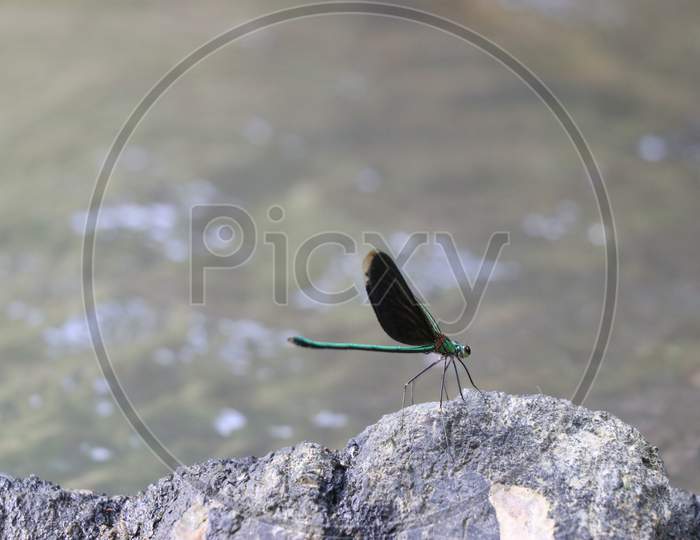 Damselfly Which Is Colorful Perched On River Stone Enjoying Sunlight