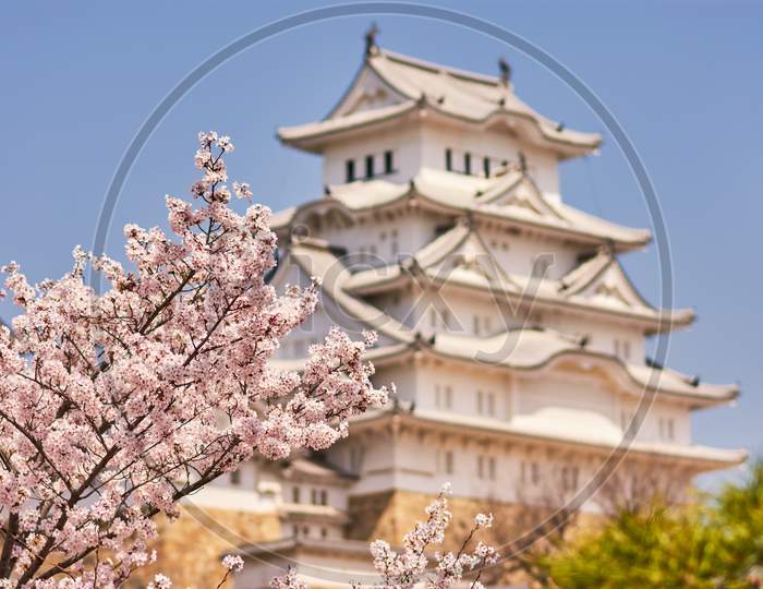 Himeji Castle During The Cherry Blossom Sakura Season In Himeji, Hyogo Prefecture, Japan