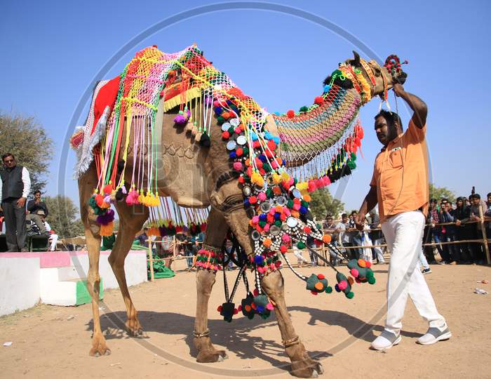 A camel Performs During a " Camel Decoration Competition" at the Nagaur Cattle Fair in Nagaur, Rajasthan, India on 31 jan 2020.