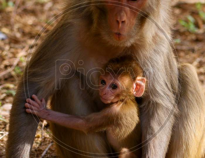 A female macaque and her baby on the eve of Mother's Day in Pushkar, Rajasthan, India on 09 May 2020.