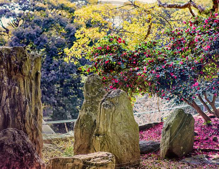 Garden In Wakayama Castle, Old Historic Japanese Castle In Wakayama City, Kansai, Japan
