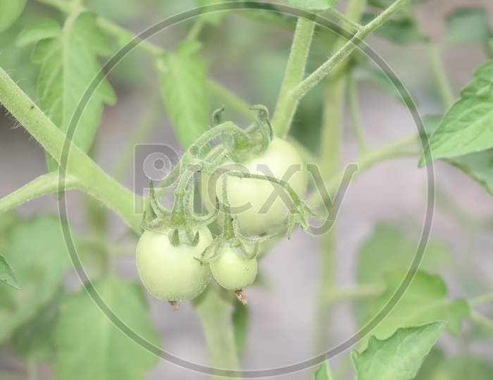 Fresh green tomatos are growing