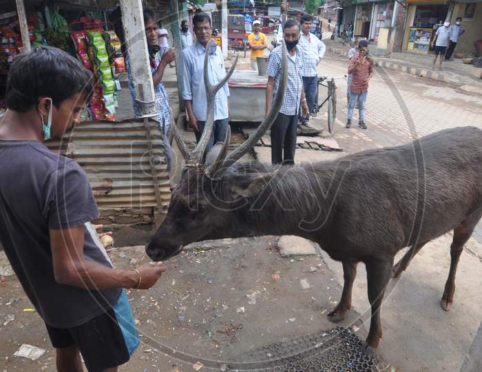A Person Gives Food To A Sambar Deer Who Is Roaming Freely In A Residential Area Of Krishna Nagar  During Nationwide Lockdown Amidst Coronavirus Or COVID-19 Pandemic  In Guwahati On May 11, 2020.