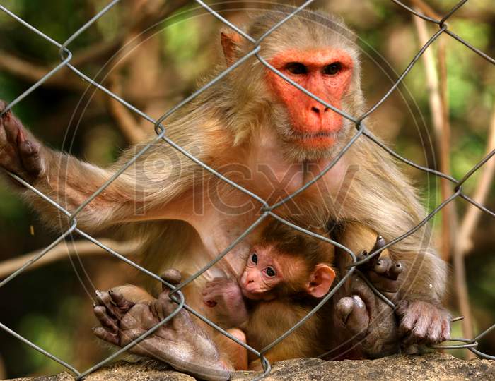  A female macaque monkey feeds her baby on the eve of Mother's Day in Pushkar, Rajasthan, India on 09 May 2020.