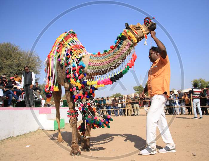 A camel Performs During a " Camel Decoration Competition" at the Nagaur Cattle Fair in Nagaur, Rajasthan, India on 31 jan 2020.