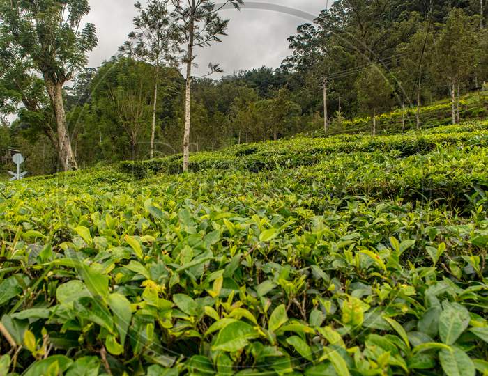 Haputale, Sri Lanka - November 23, 2019: Tea Factory In Tea Plantation Near Haputale. Sri Lanka.
