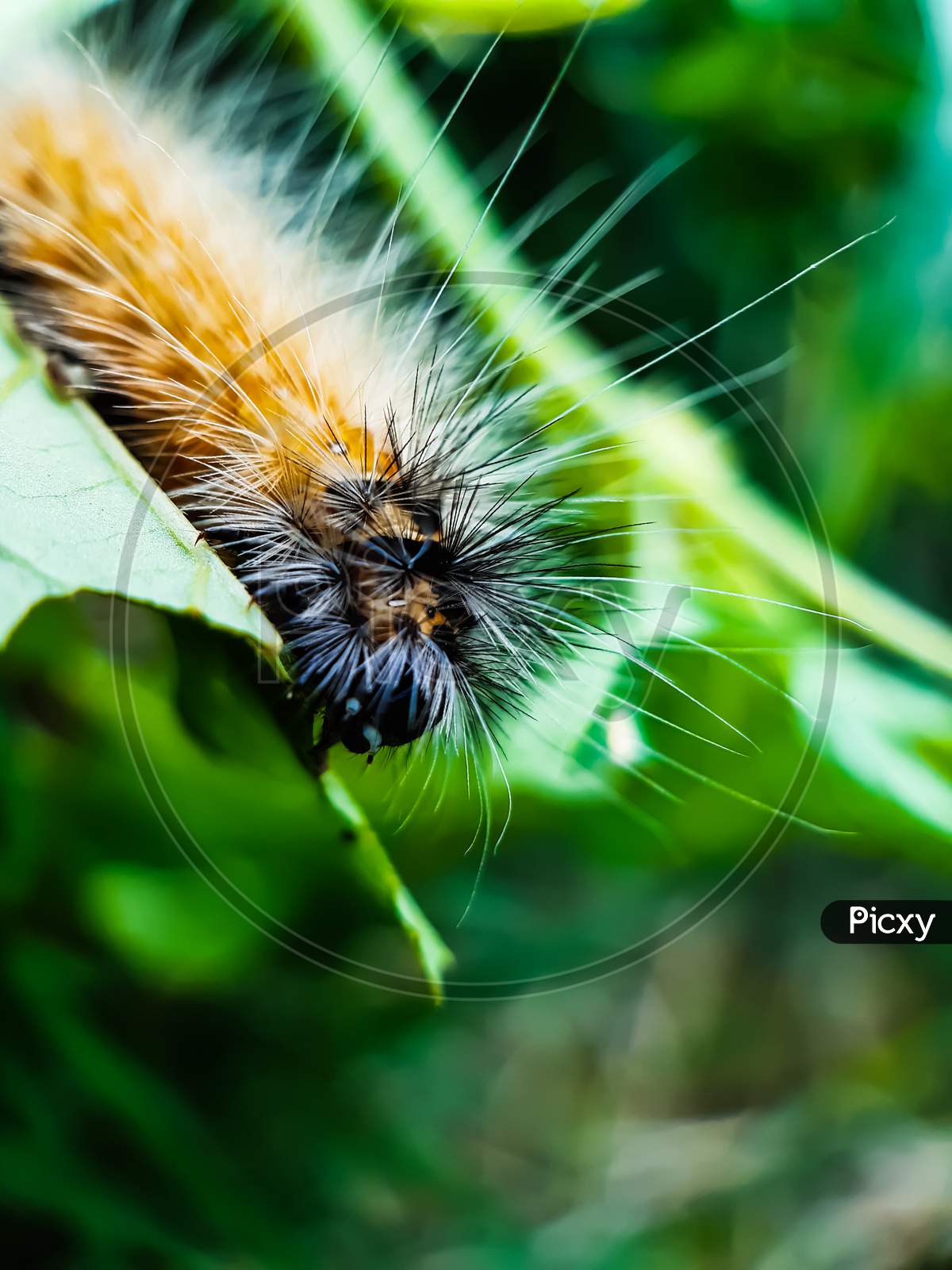A Yellow-Black Caterpillar Is Sitting On The Leaves Of A Green Vegetable Tree And Eating The Leaves, Causing Great Damage To The Crop.