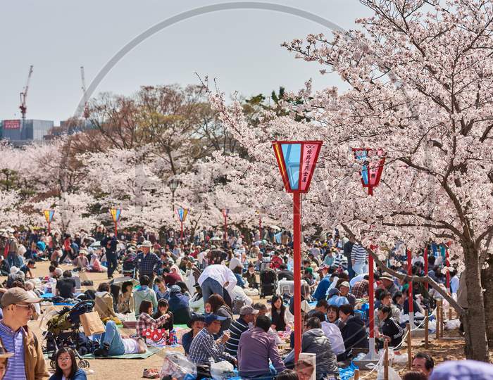People Picnicking Under Blooming Cherry Blossom Trees During The Sakura Season In Himeji Castle Park In Himeji, Japan