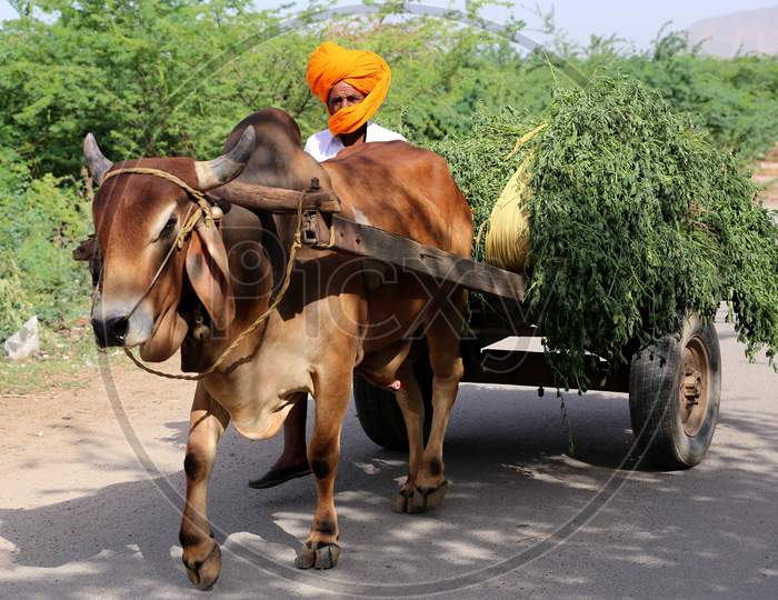 A man returns from the fields with the produce on a bullock cart on the outskirts of Ajmer, Rajasthan, India on 09 May 2020.
