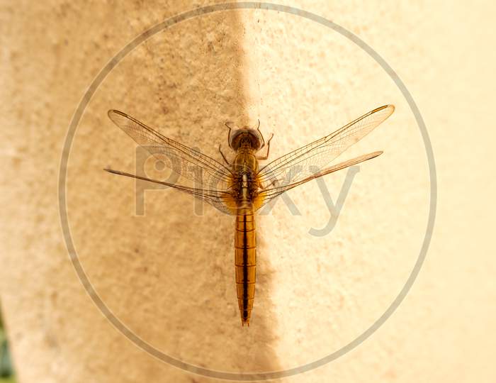top view og dragonfly isolated on wall