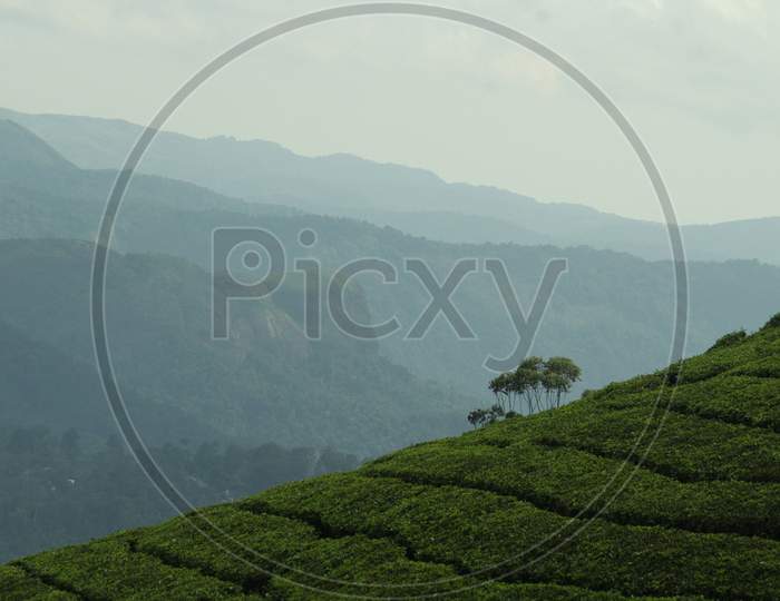Munnar, Kerala, September 2019. Munnar tea plantation and mountains in fog