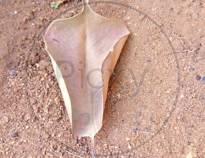 Dry Leaf on the Grounds