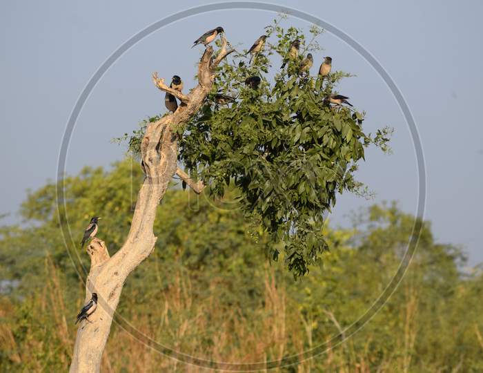 Flock Of Rosy Starling Birds Perching On A Tree. Rose-Colored Pastor (Pastor Roseus) In India Asia
