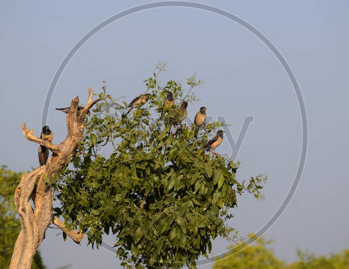Flock Of Rosy Starling Birds Perching On A Tree. Rose-Colored Pastor (Pastor Roseus) In India Asia.