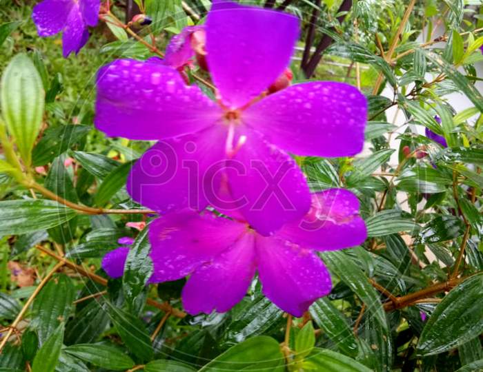 Purple pentamerous flower
