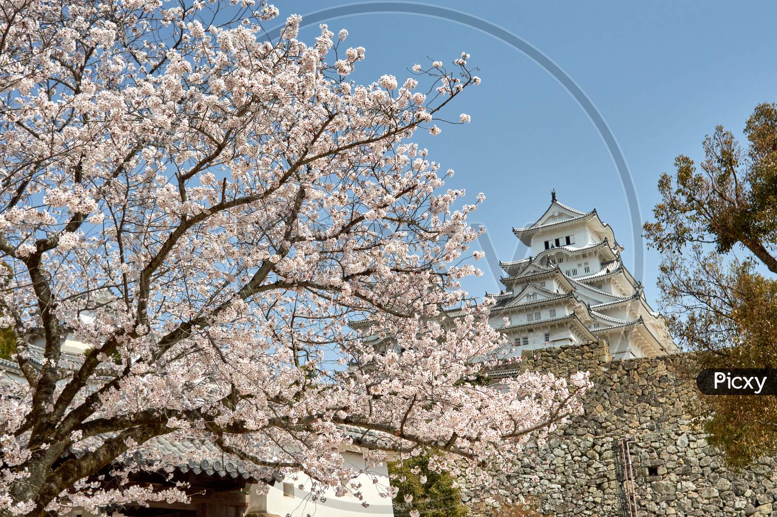 Himeji Castle During The Cherry Blossom Sakura Season In Himeji, Hyogo Prefecture, Japan
