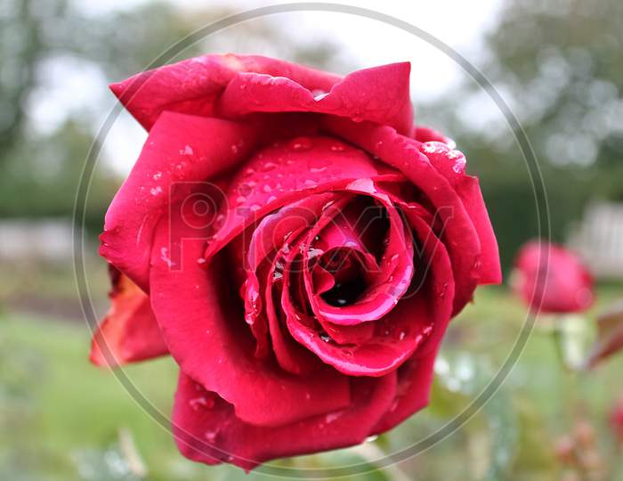 Beautiful colored valentines day rose blossom in a close up view