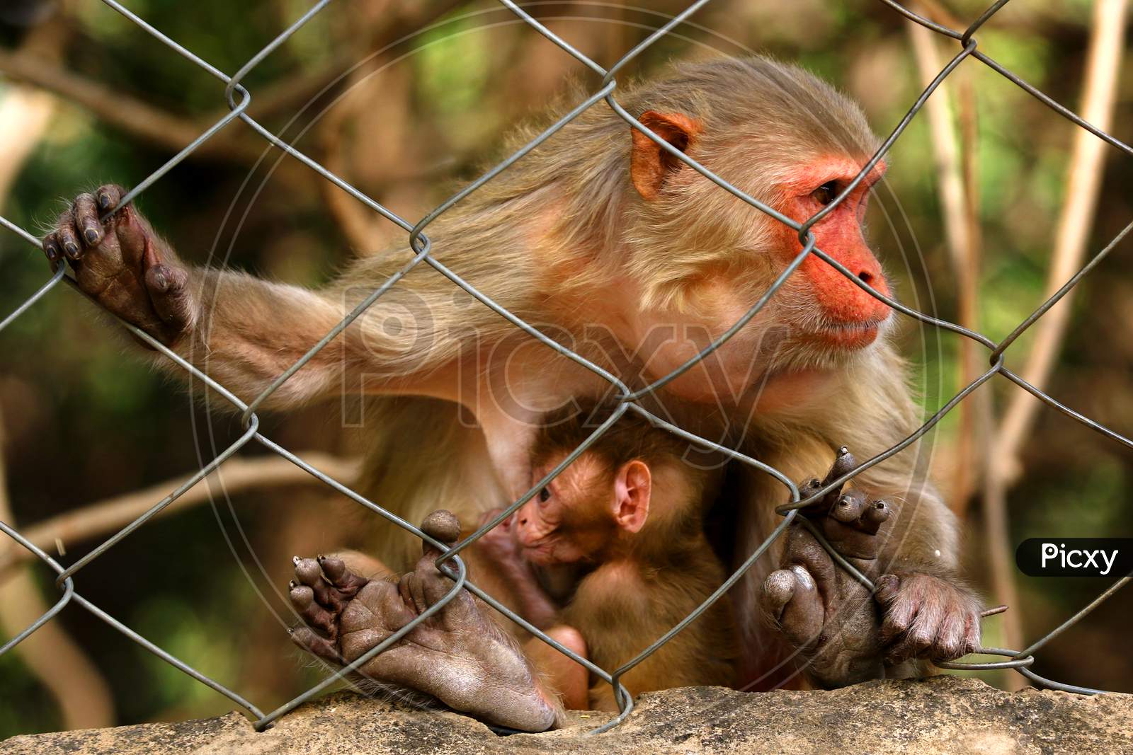  A female macaque and her baby on the eve of Mother's Day in Pushkar, Rajasthan, India on 09 May 2020.