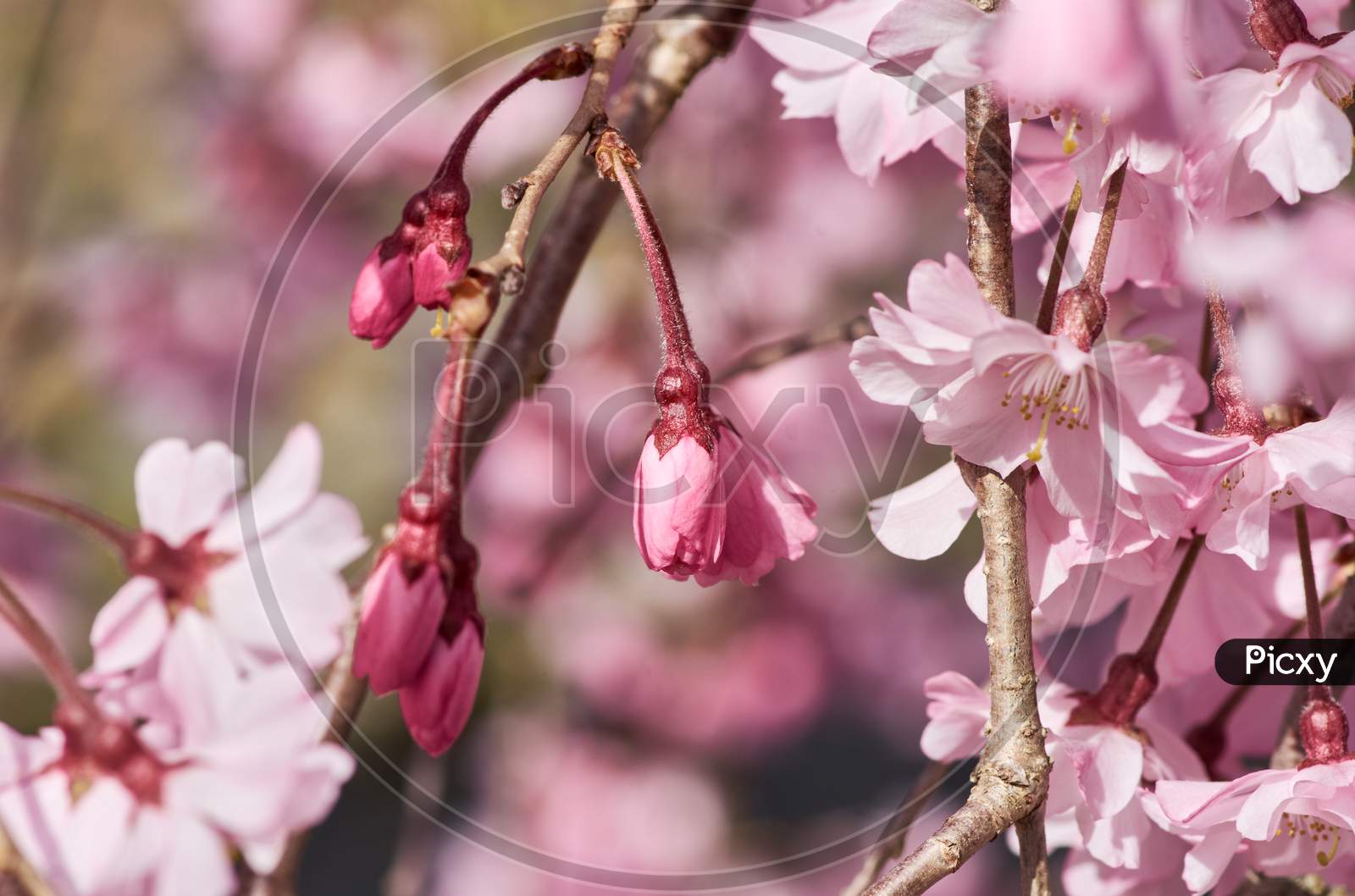 Beautiful Cherry Blossoms Sakura In Spring In Japan
