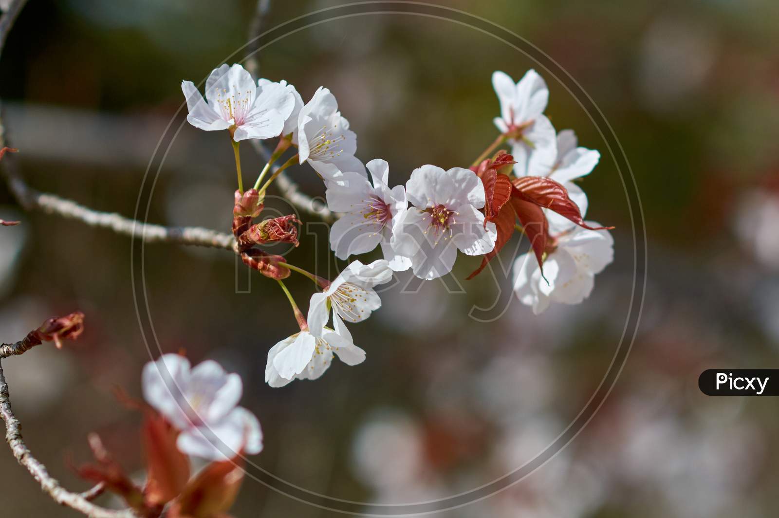 Beautiful Cherry Blossoms Sakura In Spring In Japan