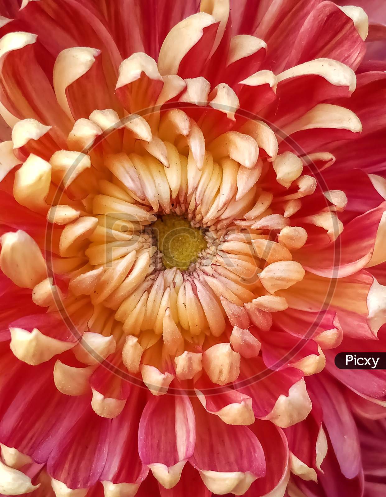 Micro image of dahelia flower