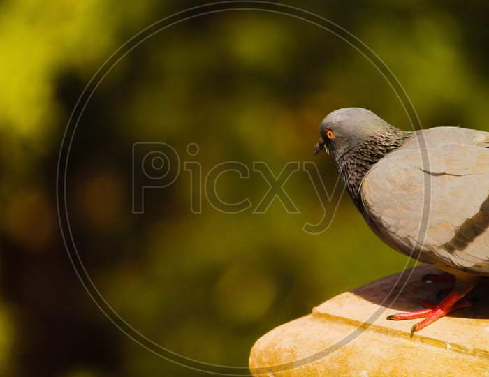 A Pigeon Is Waiting In Search Of Her Food In A Blurred Background