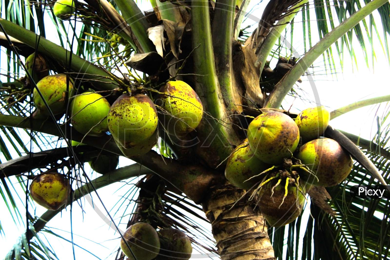 Bunch Of Green Coconuts Hanging In A Village Tree