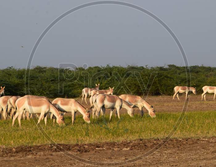 These Near Threatened Species Of Wild Ass from Little rann of Kutch, Gujarat,India