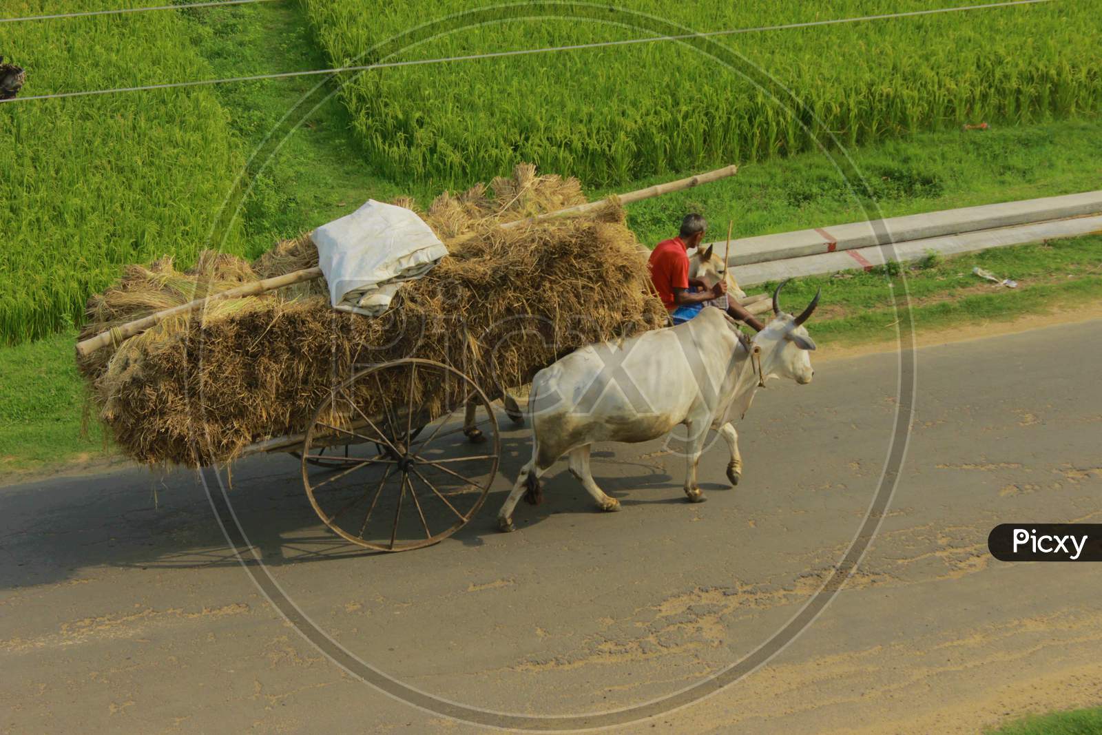 Bullock Cart Carrying Straw In The Early Village Morning