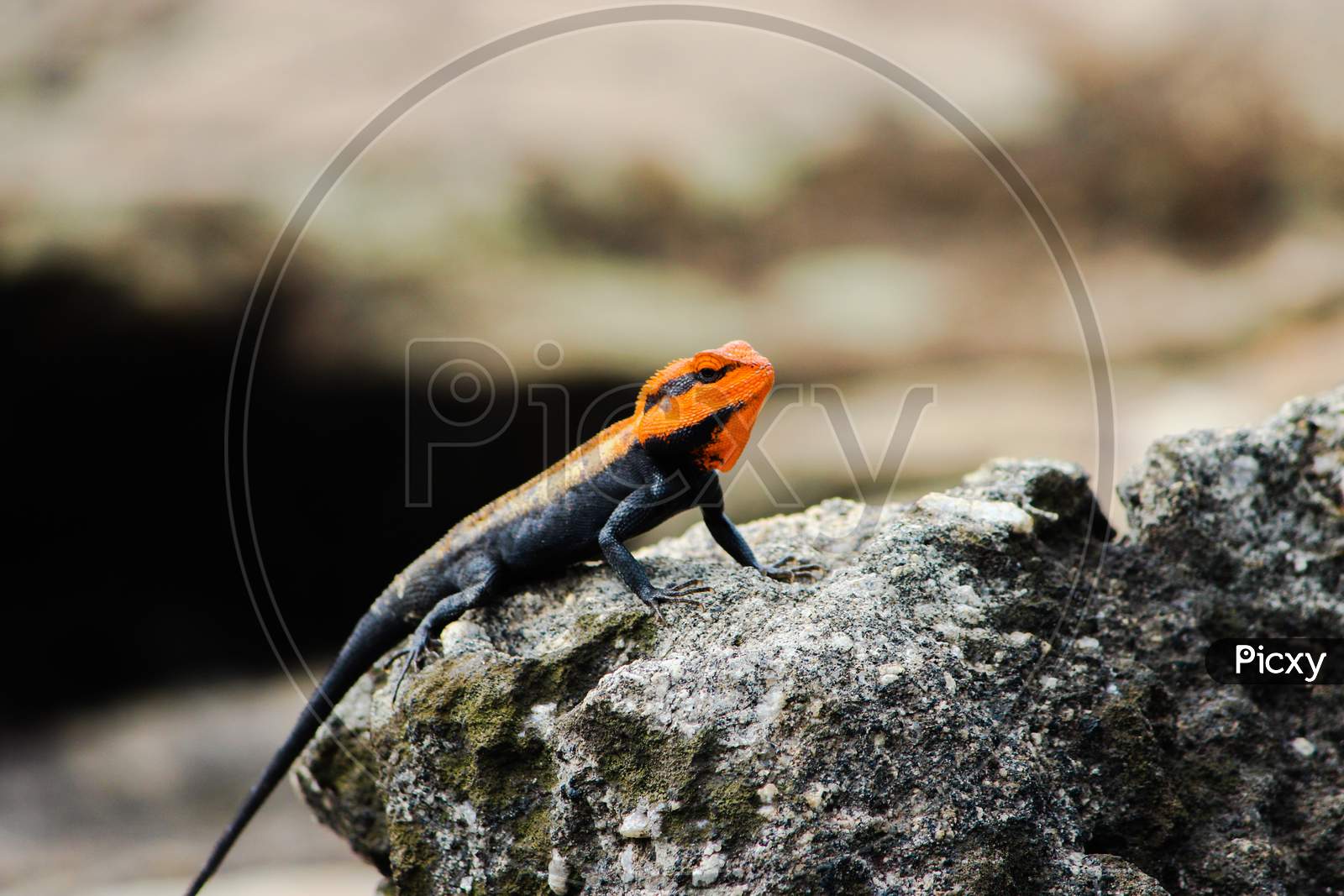 An Orange Headed Lizard Standing And Giving A Handsome Pose Into The Camera