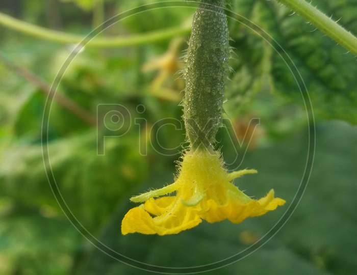 the beauty of yellow flower