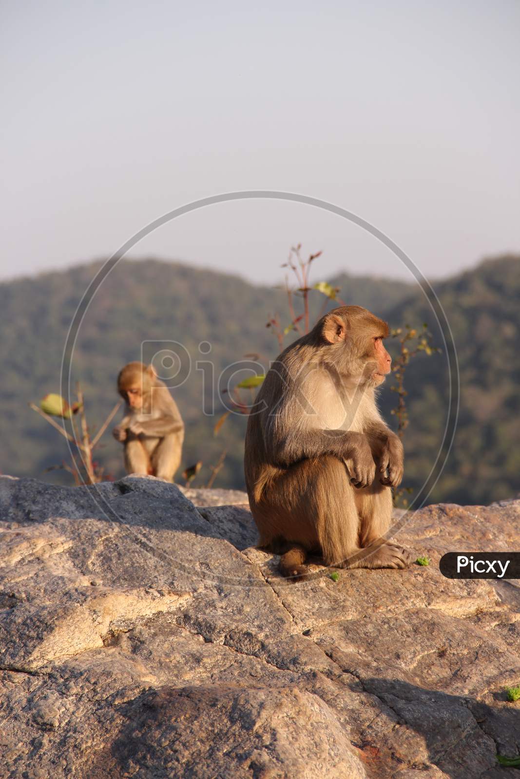 Later in the afternoon the monkey is sitting on the top of the hill at hundru waterfalls Ranchi Jharkhand in India