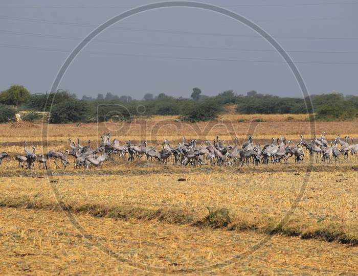 Flock Of Common Cranes Also Known As Eurasian Crane (Grus Grus) Gathered In Big Groups In Desert Of Rann Of Kutch Gujarat, India.