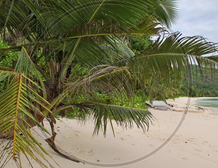 Beautiful palm trees at the beach on the paradise islands Seychelles