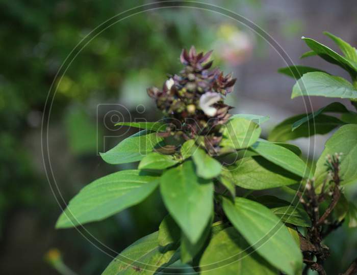Aromatic Herb, Basil, Ocimum Basilicum, Purple Basil Plant Growing In An Organic Home Garden.