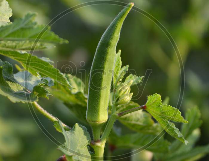 Okra or lady's finger vegetable plant in the garden