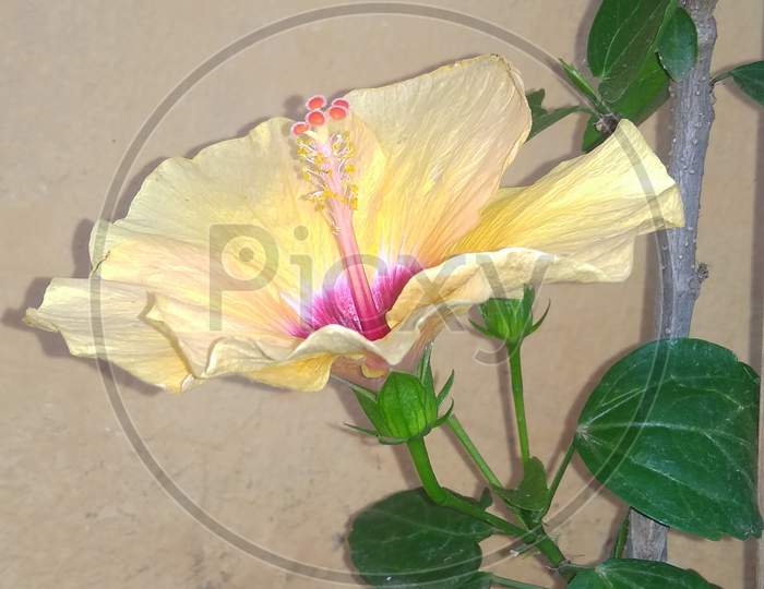 Chinese hibiscus yellow morning glory flowering plant close up image
