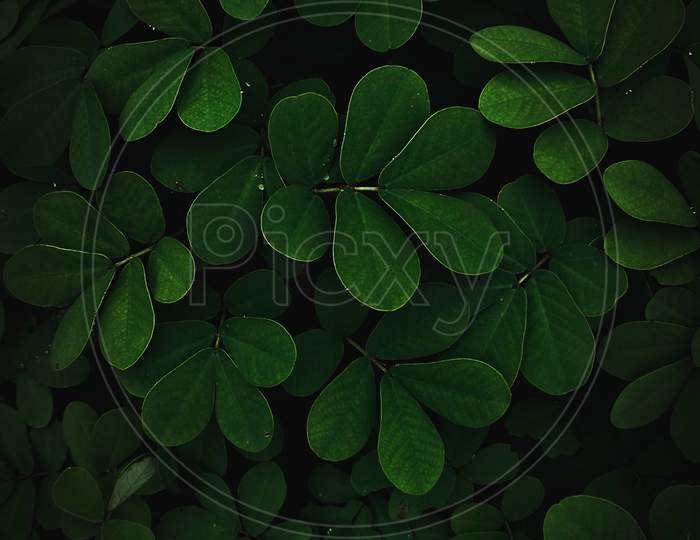 The green leaf