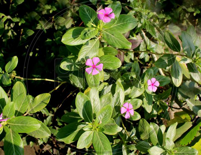 Vinca Rosea, Sadabahar Flower Plant Blooming In An Organic Home Garden