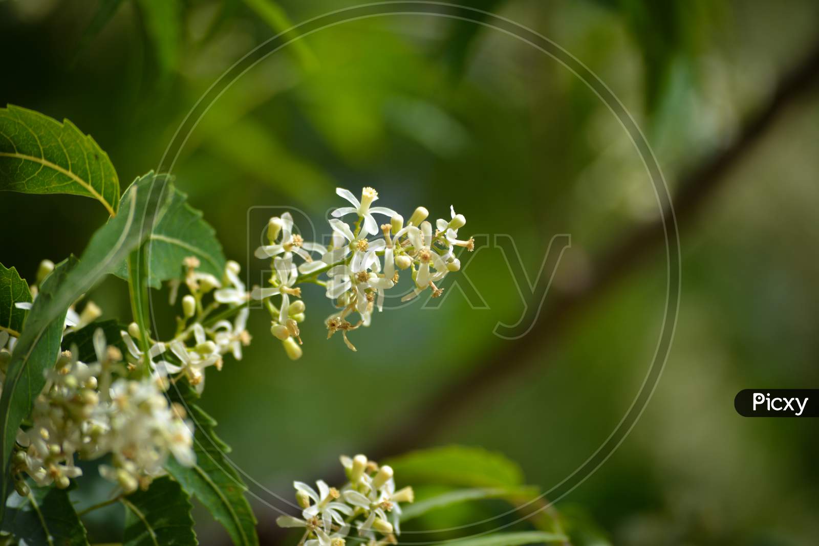 Medicinal ayurvedic azadirachta indica or Neem leaves and flowers