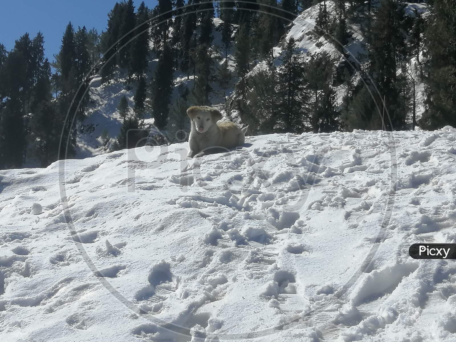 Snowy dog on snow
