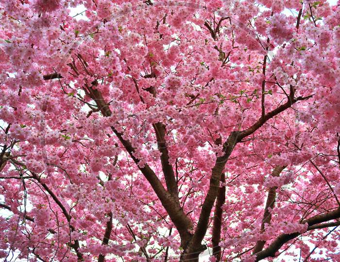Beautiful cherry tree in blossom during springtime in early spring with colorful flowers