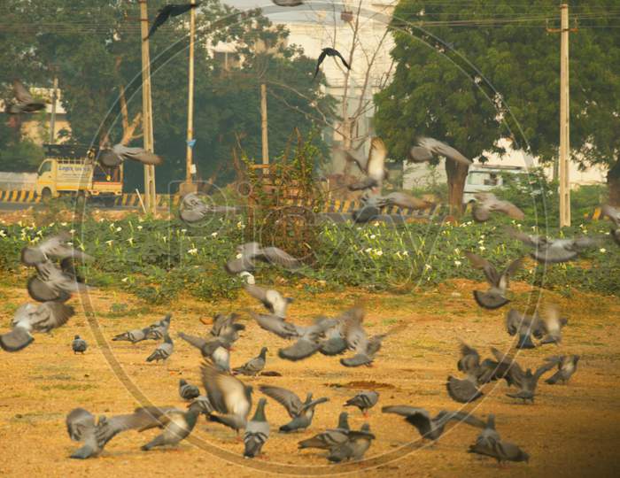 Domestic pigeons / feral pigeon  flock