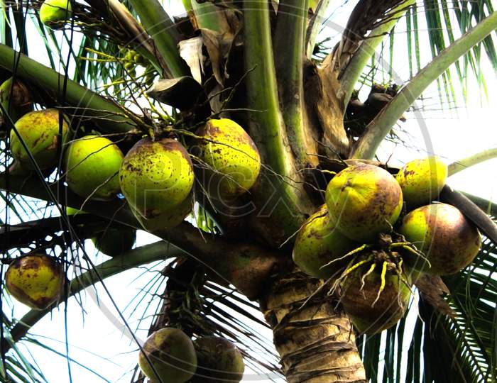 Bunch Of Green Coconuts Hanging In A Village Tree