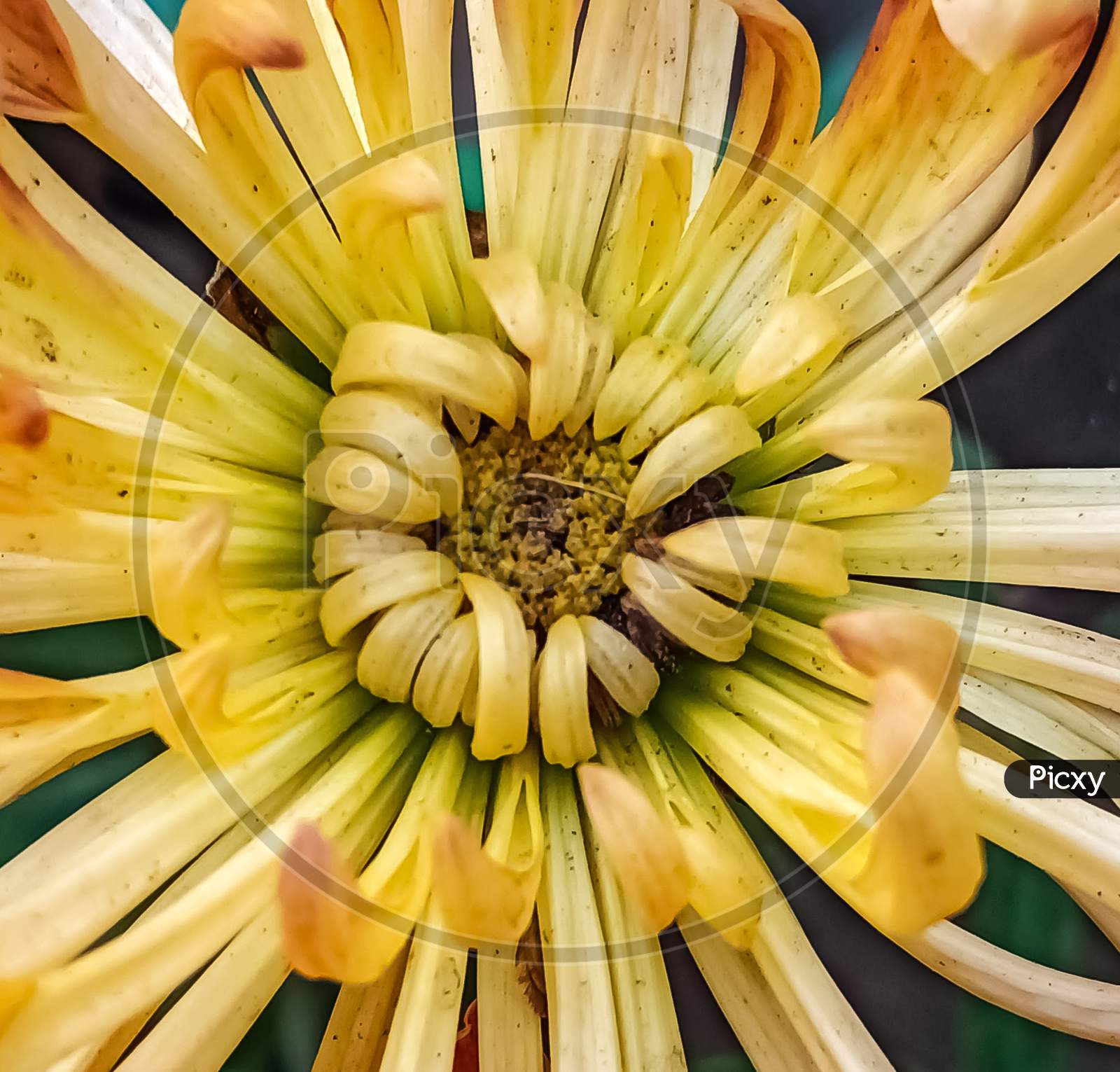 Micro image of yellow dahelia flower