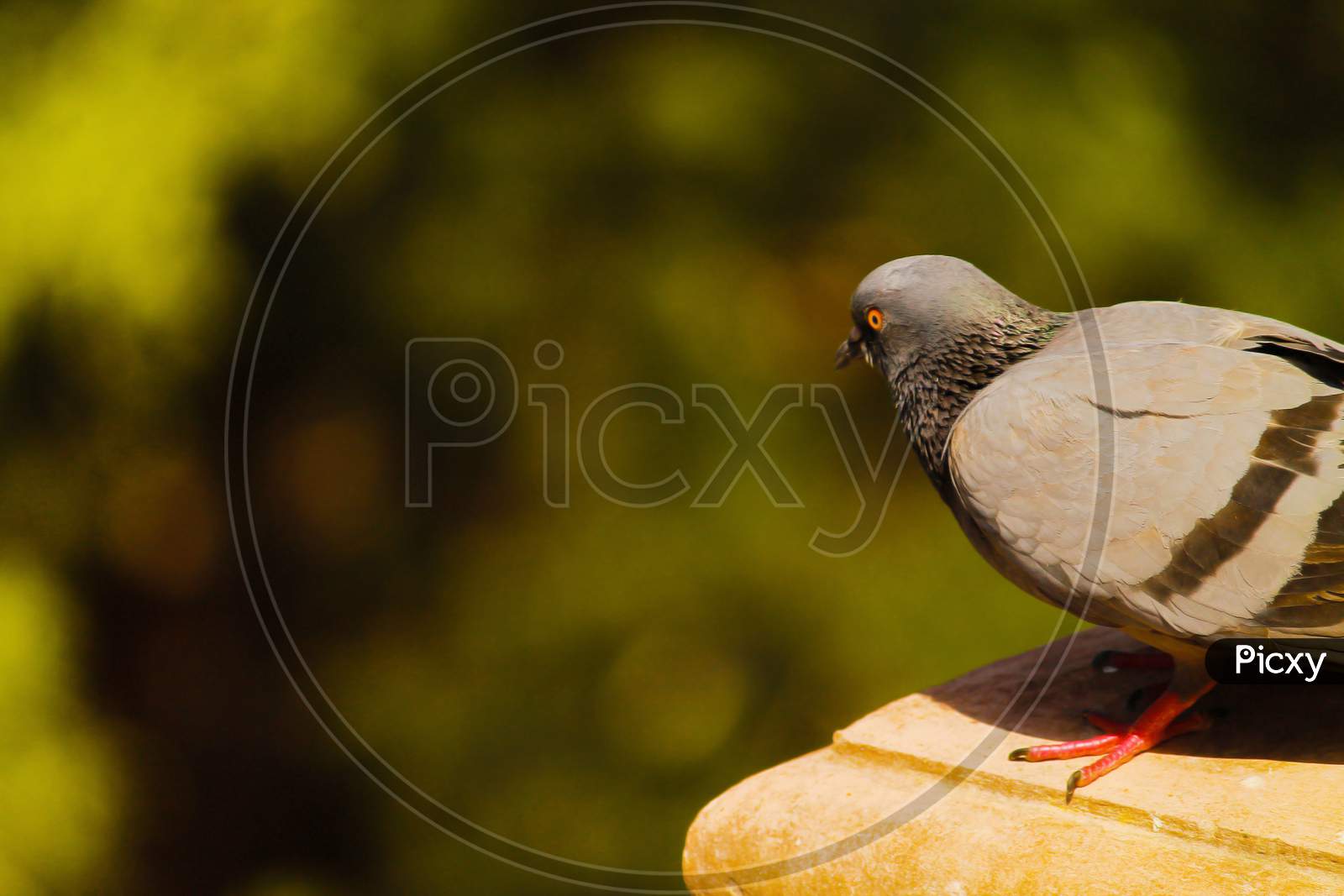 A Pigeon Is Waiting In Search Of Her Food In A Blurred Background