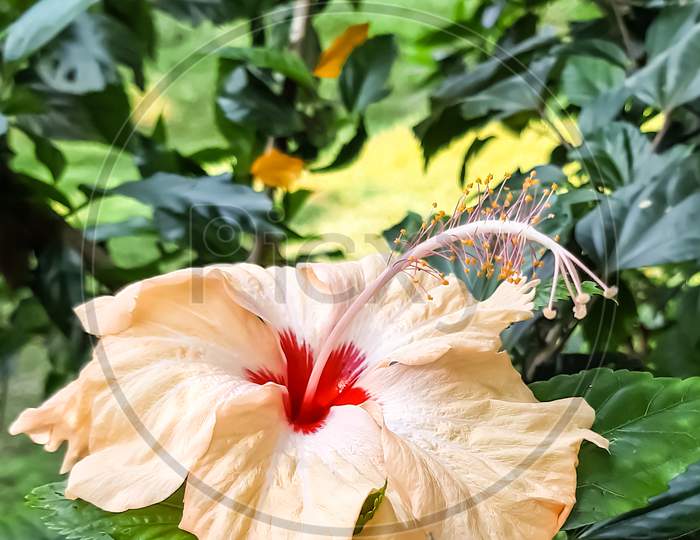 Hibiscus Is A Genus Of Flowering Plants In The Mallow Family, The Genus Is Quite Large.